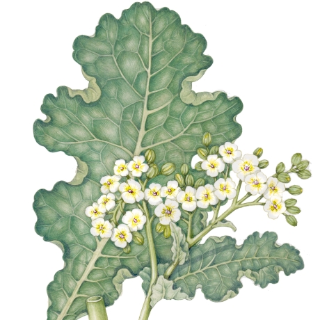 Illustrating spring leaves in watercolour