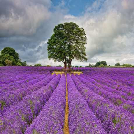 Lavender
