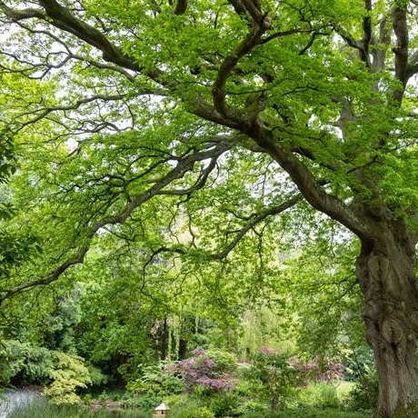 Oak at Reed Pond