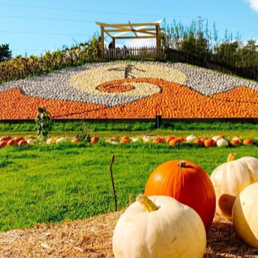 Sunnyfields Pumpkin Patch