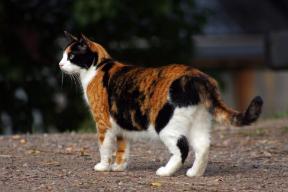 Cat