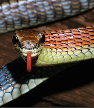 UG Borneo 3rd instalment 2026/27