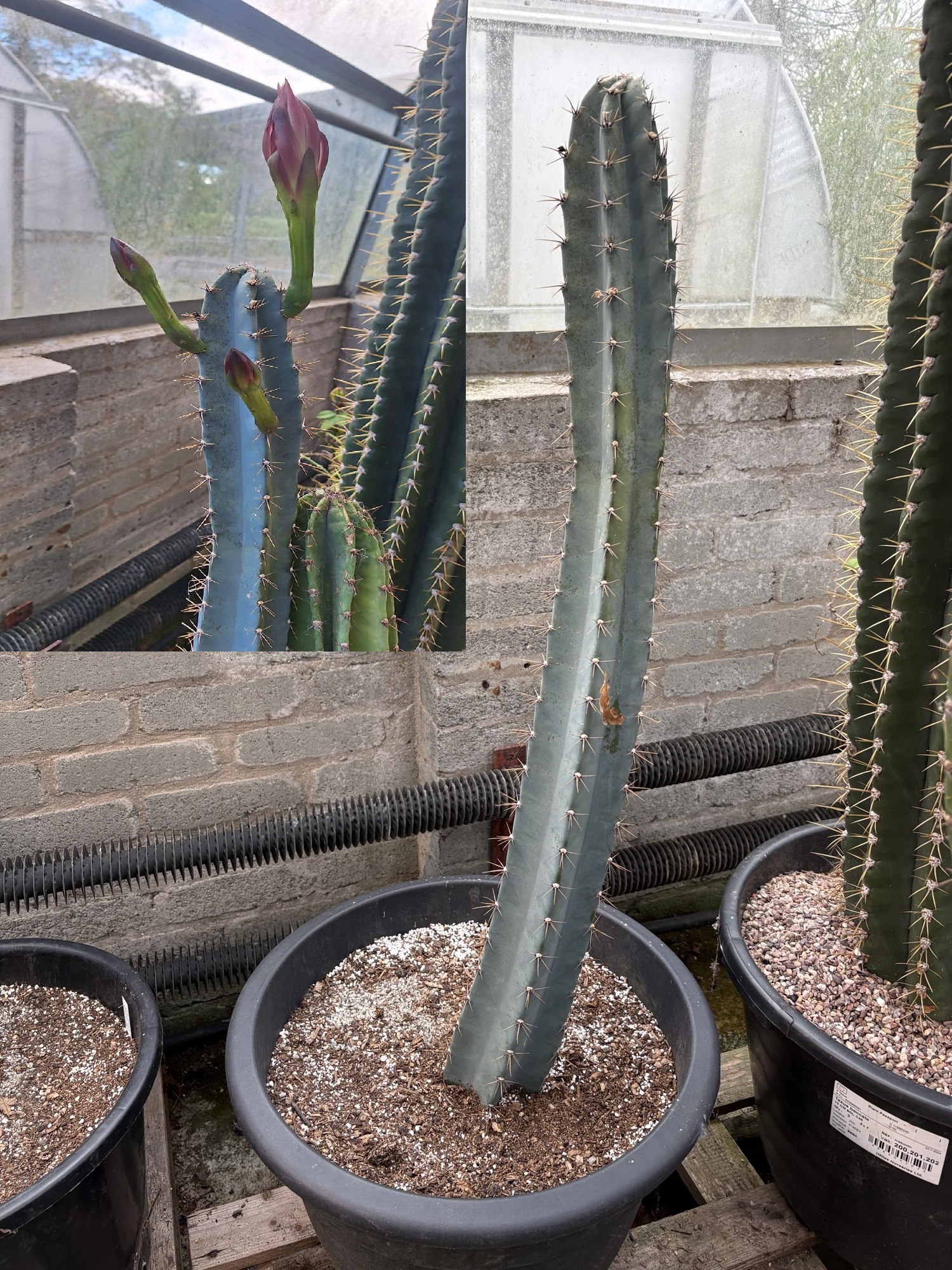 Blue_stemmed_Cereus_(peruvianus)
