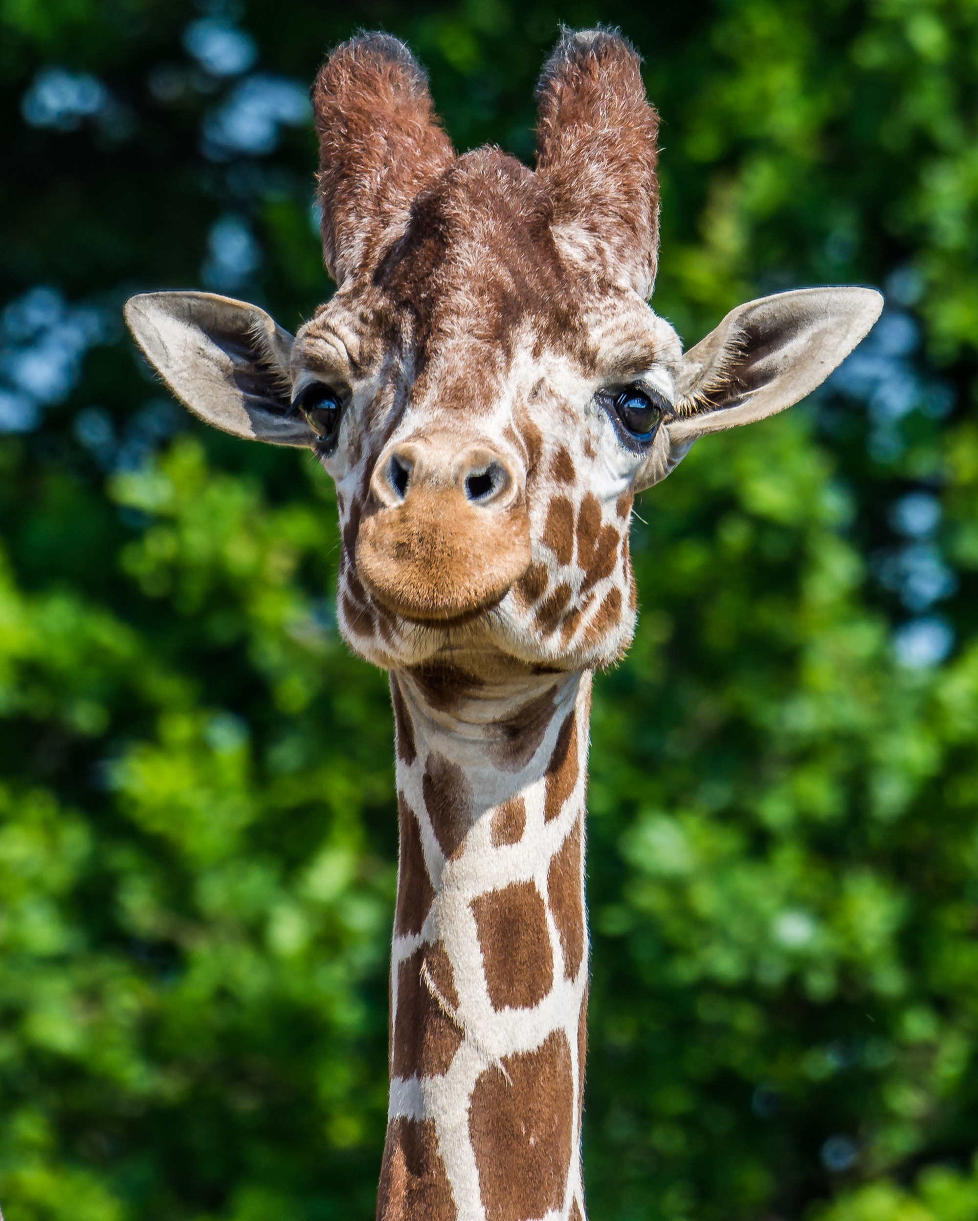 giraffe at yorkshire wildlife park