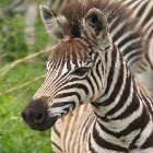 SA - Zebra