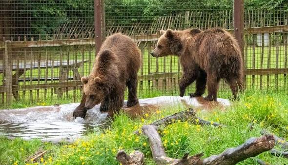 Bears