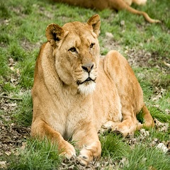 Knowsley Safari Park