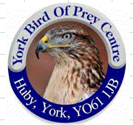 York Bird of Pray