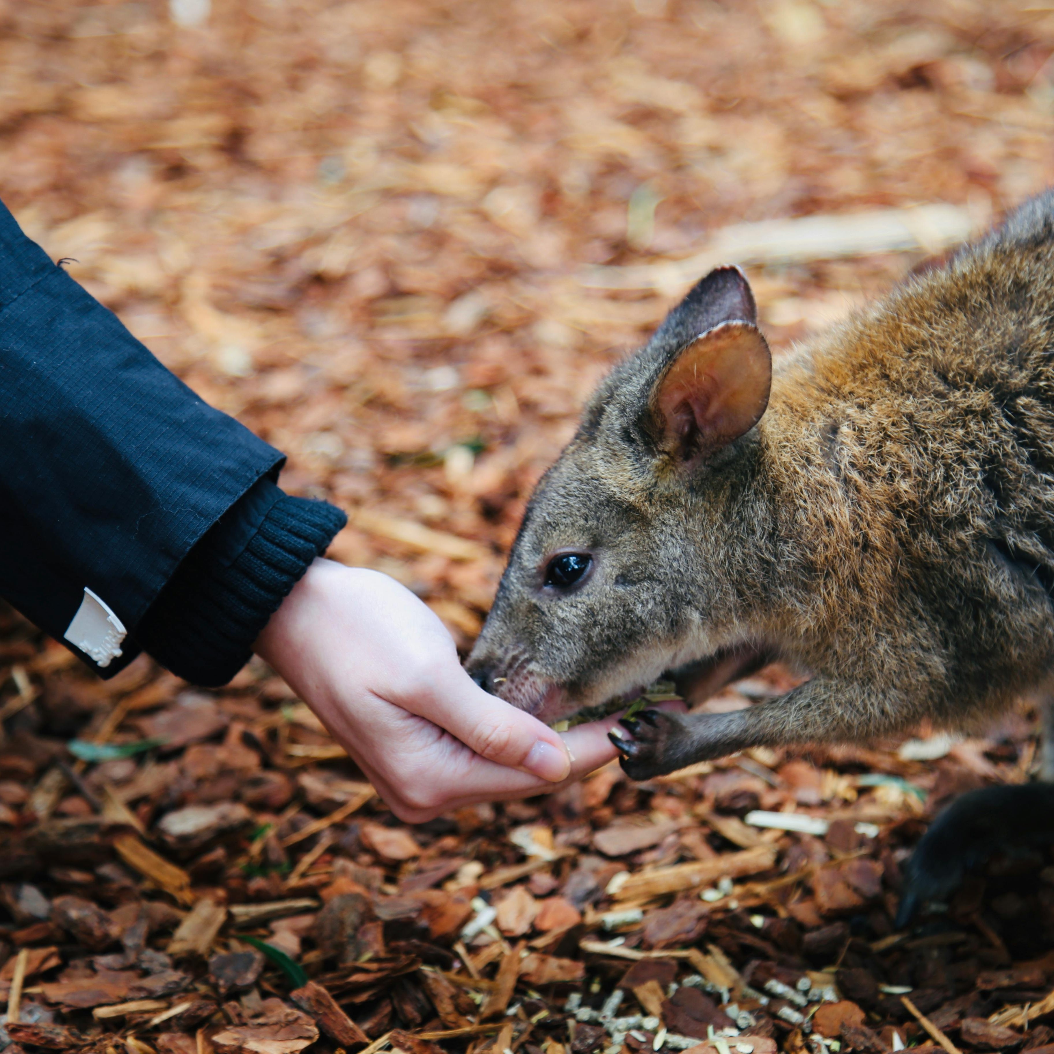 Our Relationships to Other Animals
