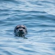Seal bobbing in the water
