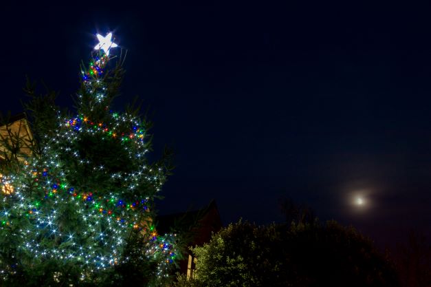 Image of Christmas Tree