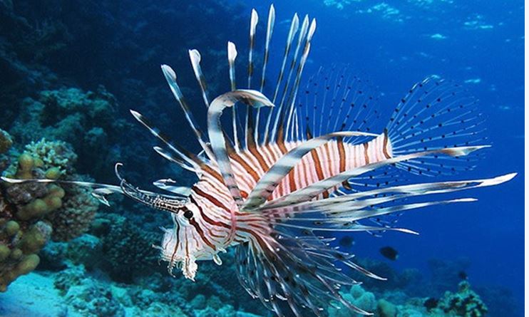 Image of a fish