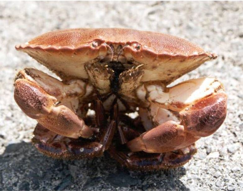 Image of a crab