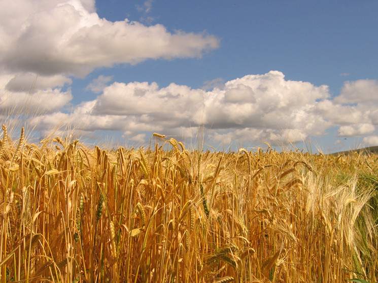 Sunny grain field near harvest-time