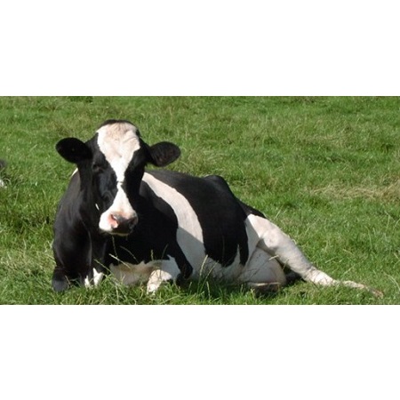 Dairy Herd Health Invoices