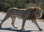 Image of South Africa Field Course