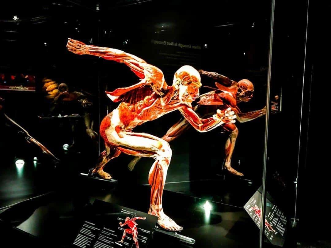 Science trip to BODYWORLDS and explore the exciting city of Berlin approximate date 23-25th March 2026