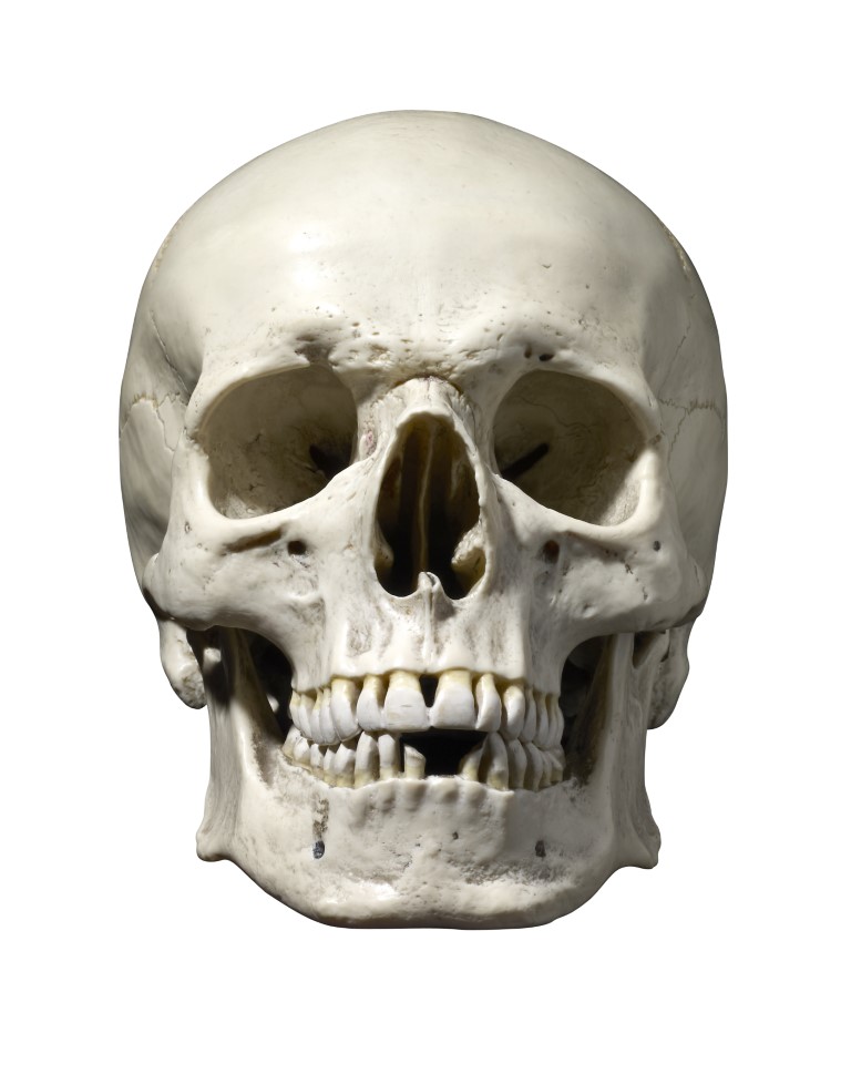 A Skull Skeleton