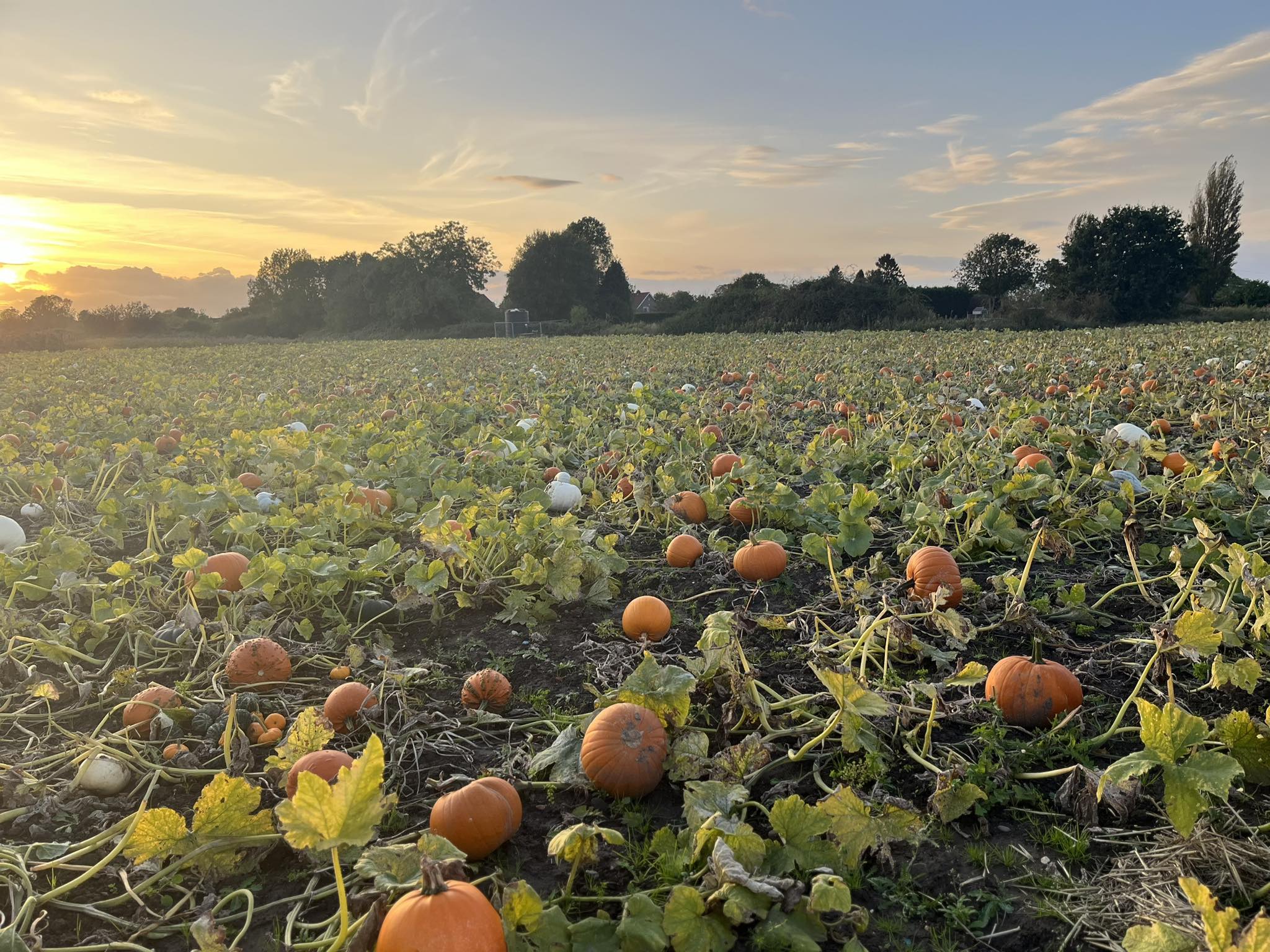 Pumpkin Patch