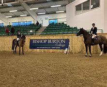 B Equine