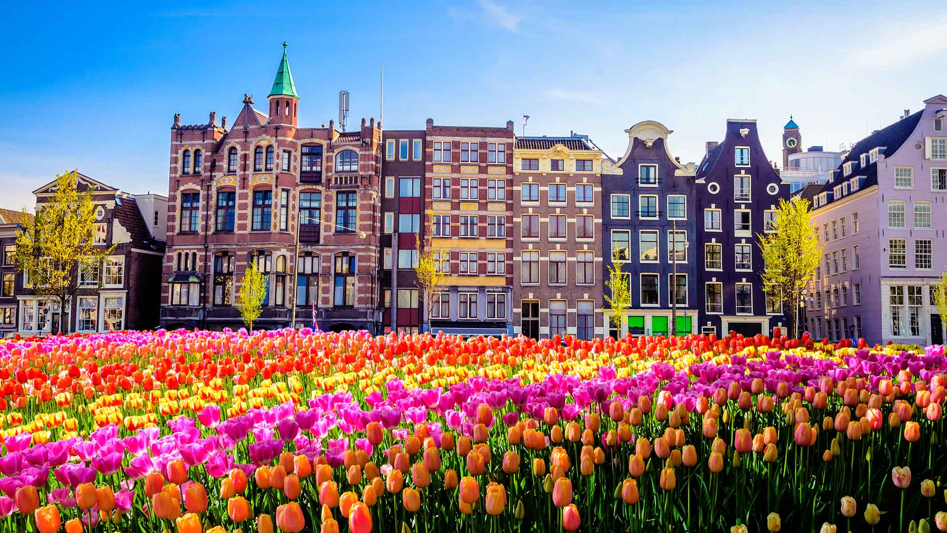 A street of five storey buildings with tulips in front of them