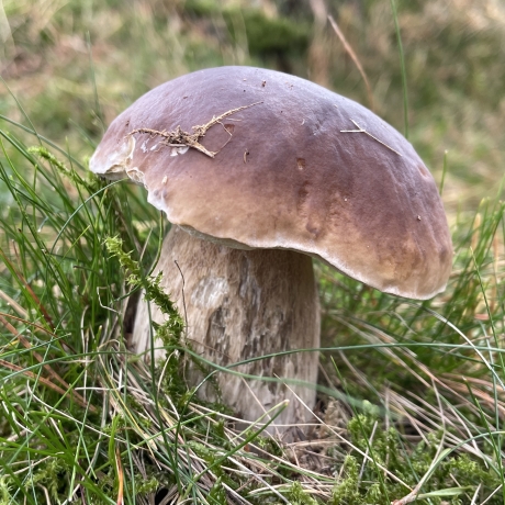 Mushroom