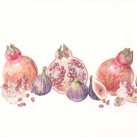 Illustrating fruits in colour pencil