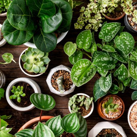 Houseplants: Creating an indoor jungle