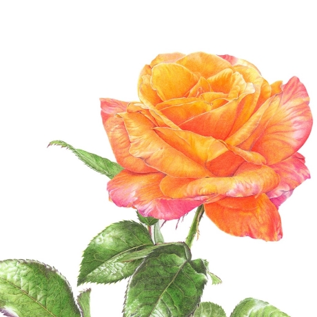 Rose buds in coloured pencil