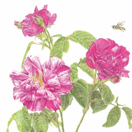 Illustrating Rosa Mundi