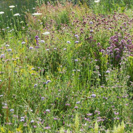 Beginners' guide to botany