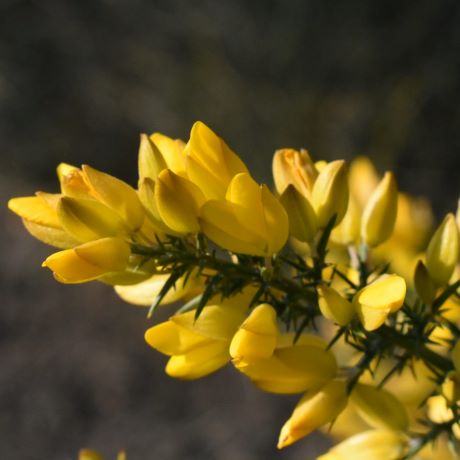 Three wild flowers of the month (December): Identification and folklore