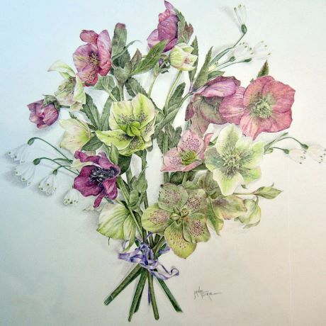 Illustrating a Hellebore