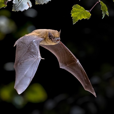 A bat in flight