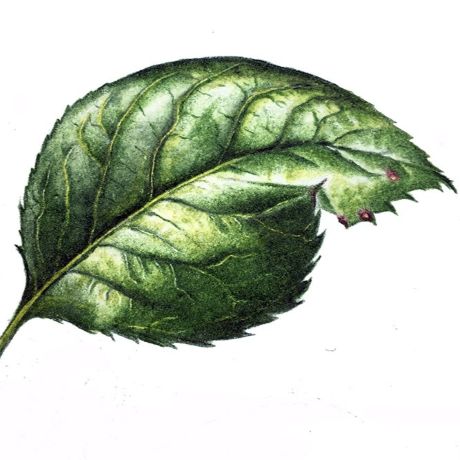 Taking a detailed look at leaves