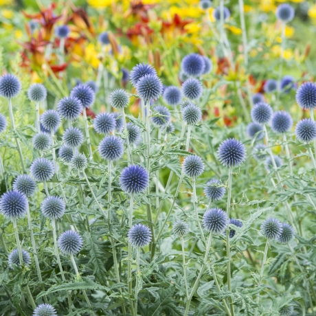 Introduction to garden design