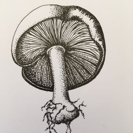 Mushrooms and toadstools in pen and ink