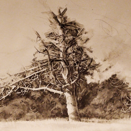Drawing the Pinetum