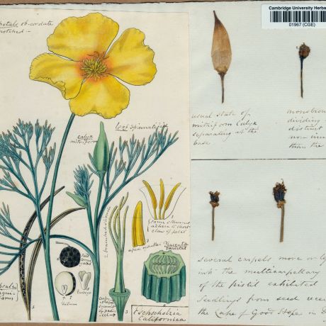 Herbaria: Plant time capsules