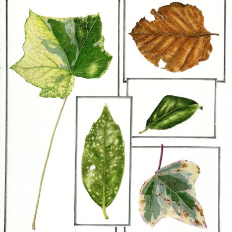 Drawing and colouring autumn leaves