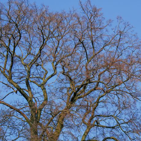 Native trees in winter