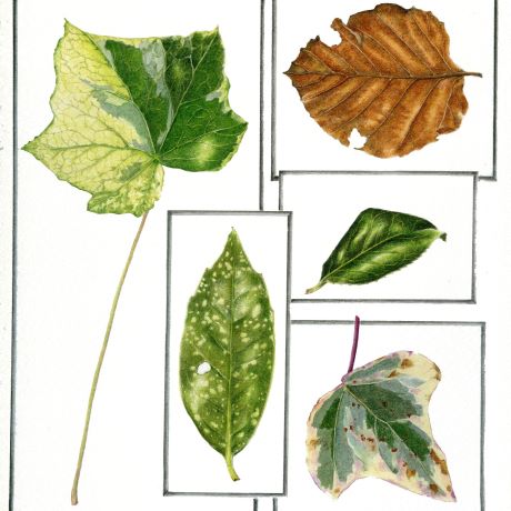 Beginners' botanical illustration in coloured pencil