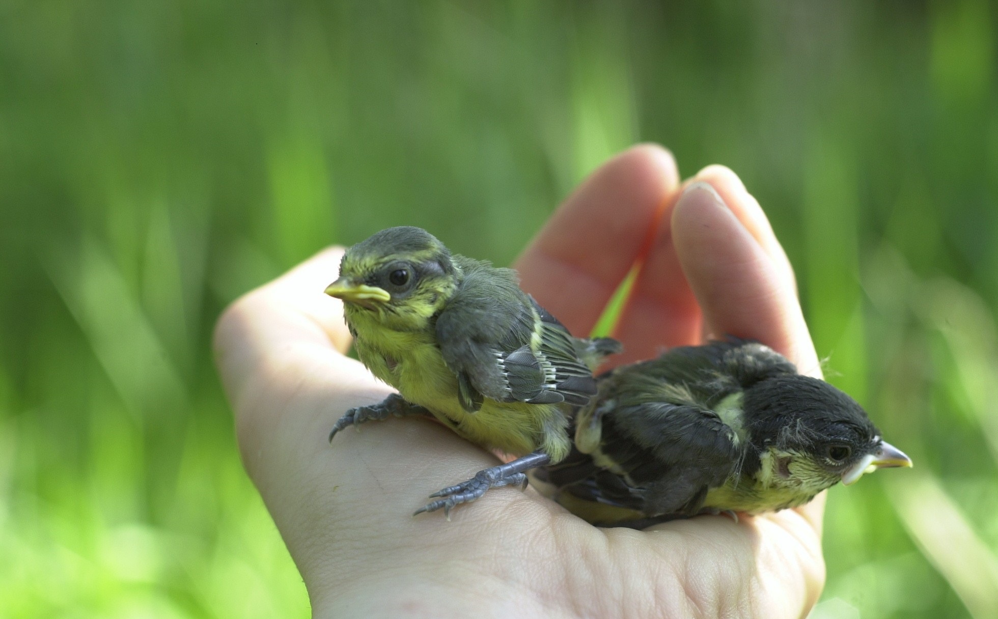 Bird Tour Image