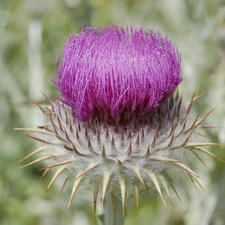 Dandelions, daisies and thistles