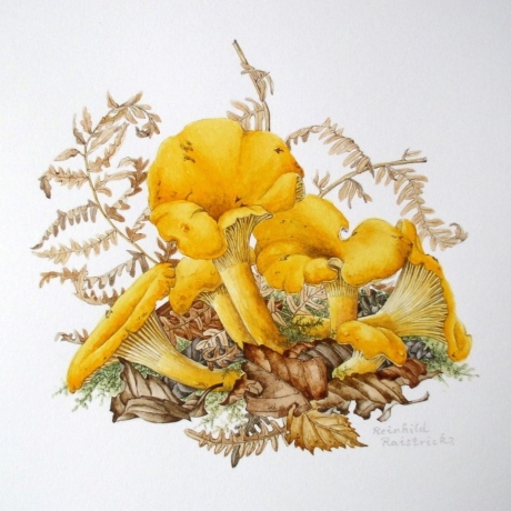 Illustrating autumn fruit and fungi
