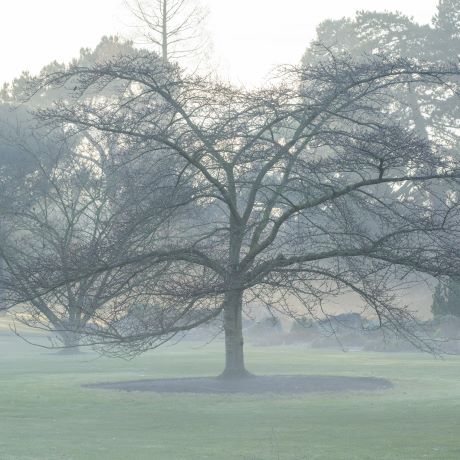 Winter tree identification