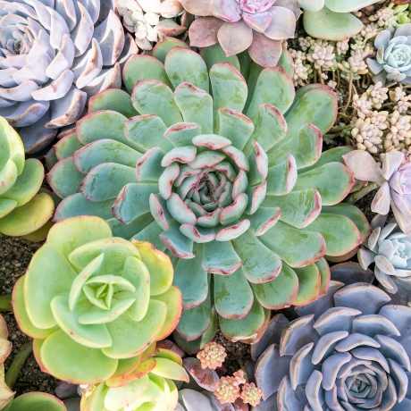 Growing succulents: Theory and practice