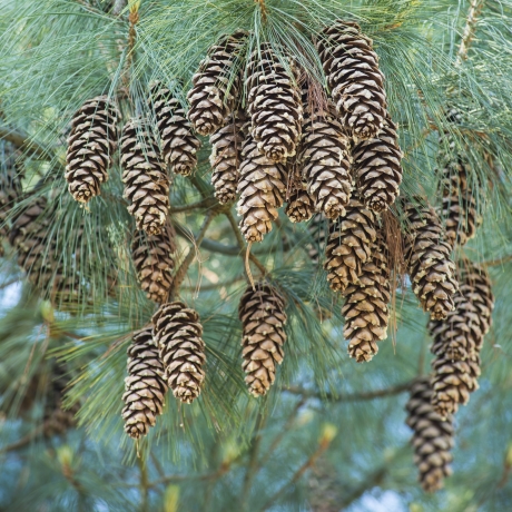 Getting to know the conifers