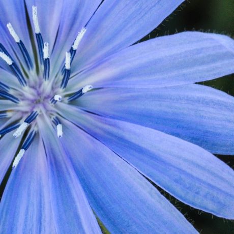 Secrets of the Bach Flower Remedy plants