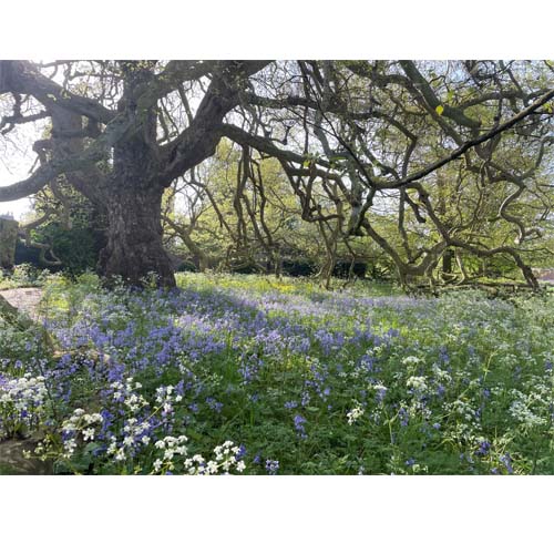 Emmanuel College Garden